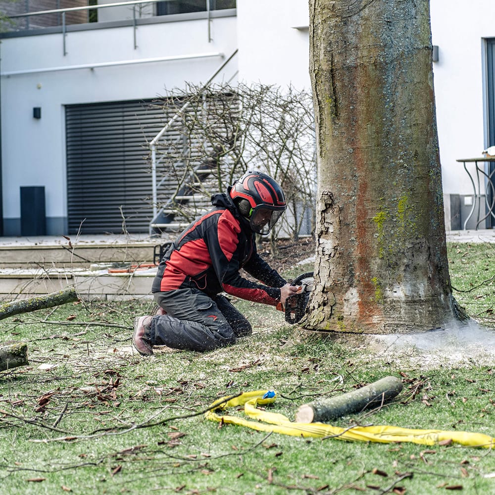 Baum wird gefällt