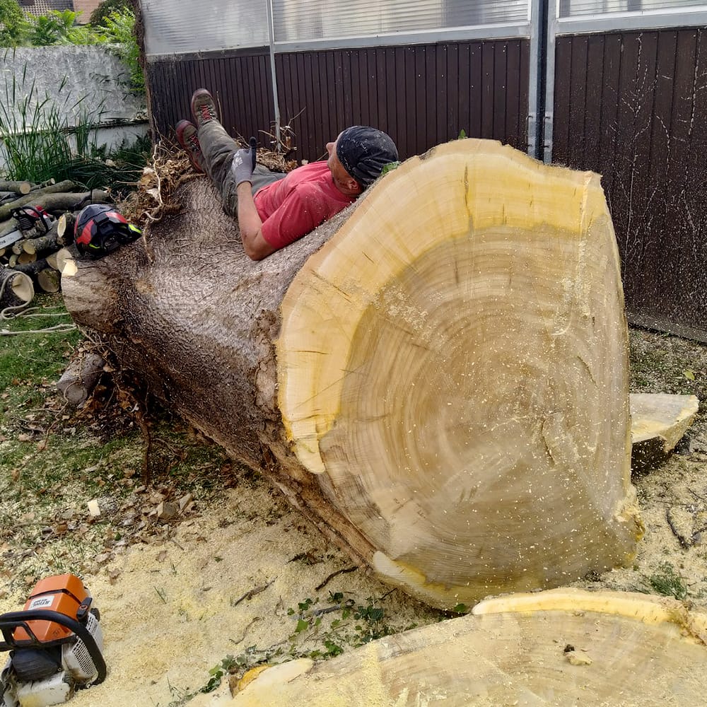 Fetter Baum