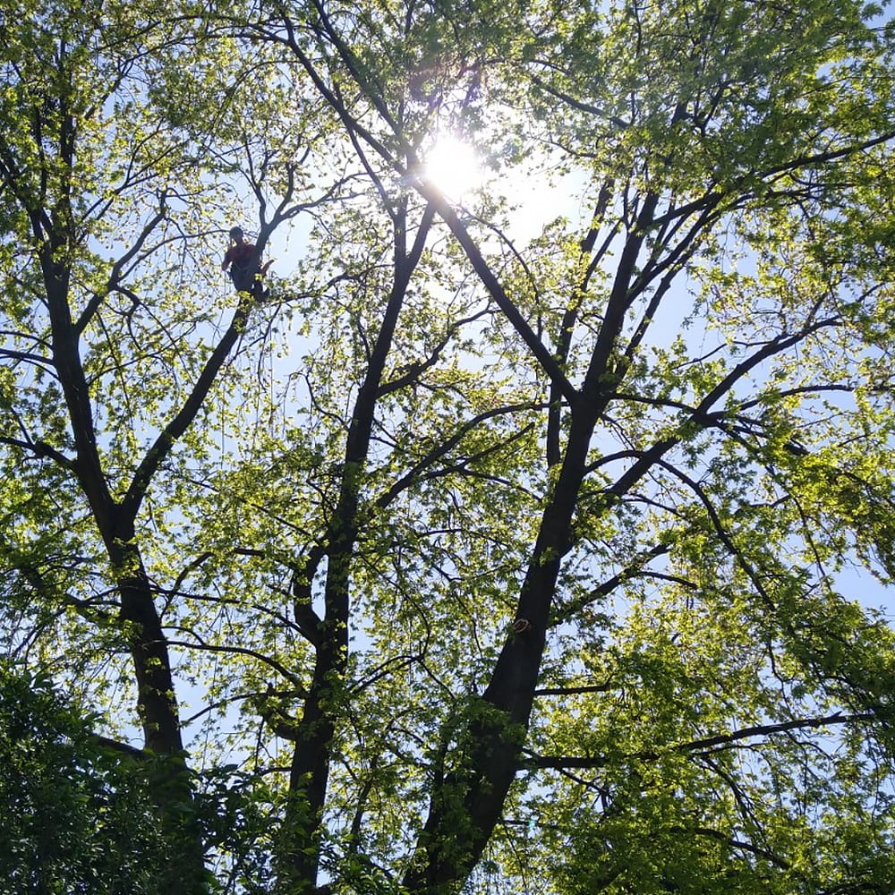 Große Baumpflege